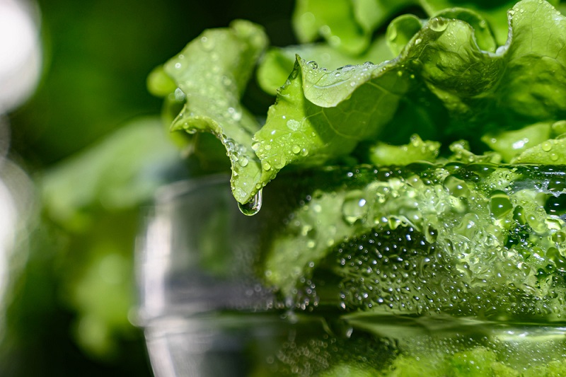 Separar as folhas do alface, lavá-las e guardá-las na geladeira em pote fechado é uma das dicas para conservar alimentos por mais tempo. Foto: Reda.G / Shutterstock.
