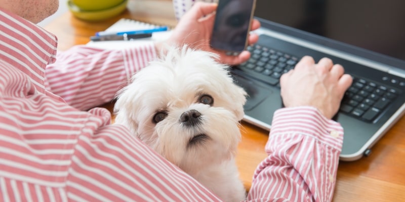 Um tutor, homem de meia idade, com seu cão no colo, enquanto faz um pet saúde de atendimento online pelo celular e computador.