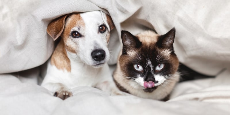 Telessaúde Cão&Gato é um dos benefícios oferecidos pela MediQuo, através do Programa ViverMais. Na imagem, estão um cão e um gato debaixo de cobertas.