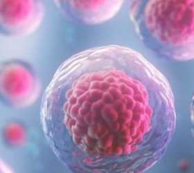 Cientistas conseguem aumentar longevidade das células em 82%