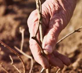Um olhar sobre as mudanças climáticas e seus impactos na população idosa