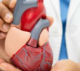 Disfunção endotelial: o início silencioso de doenças cardiovasculares